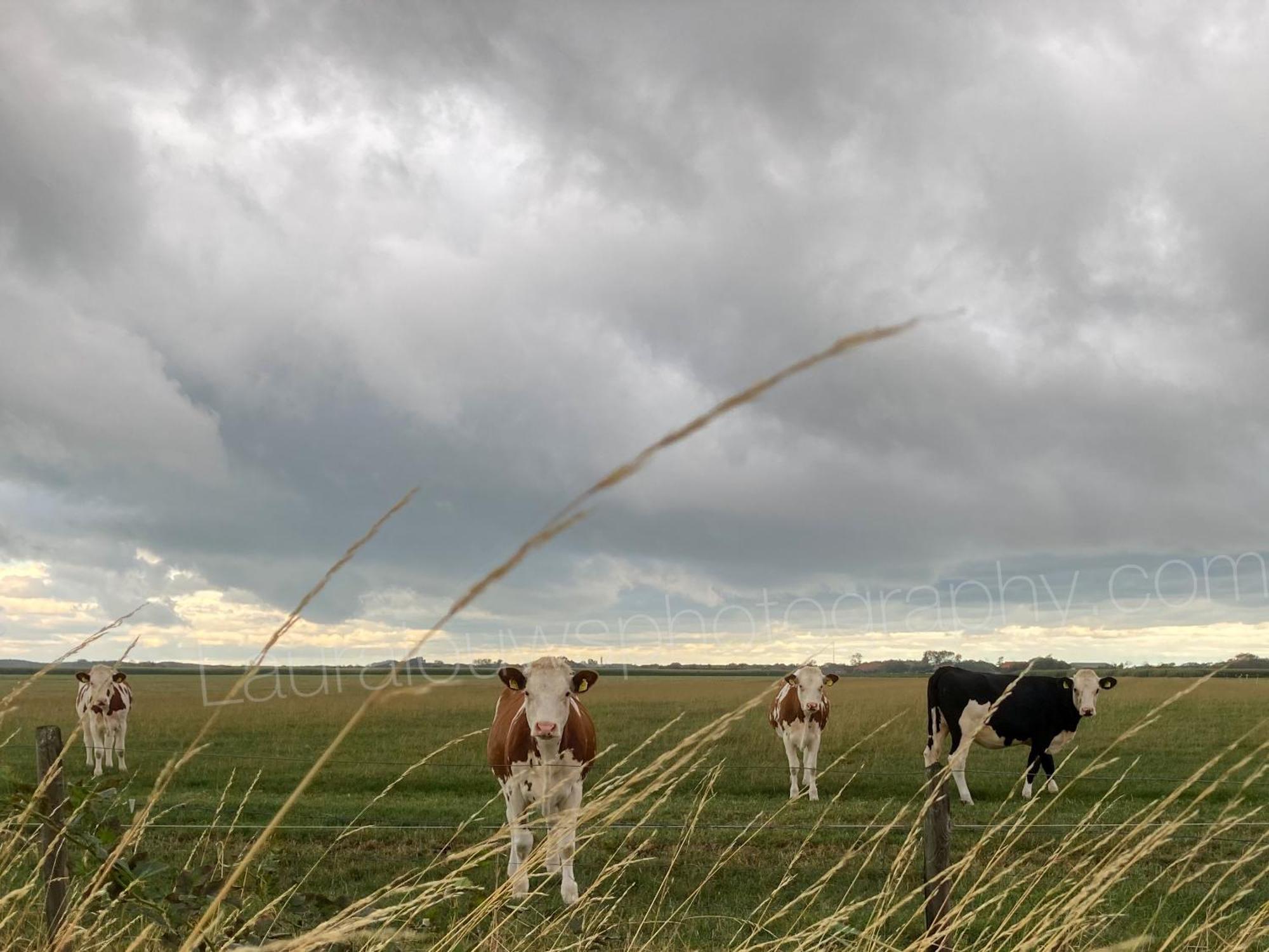 De Kleine Vos * Zoutelande